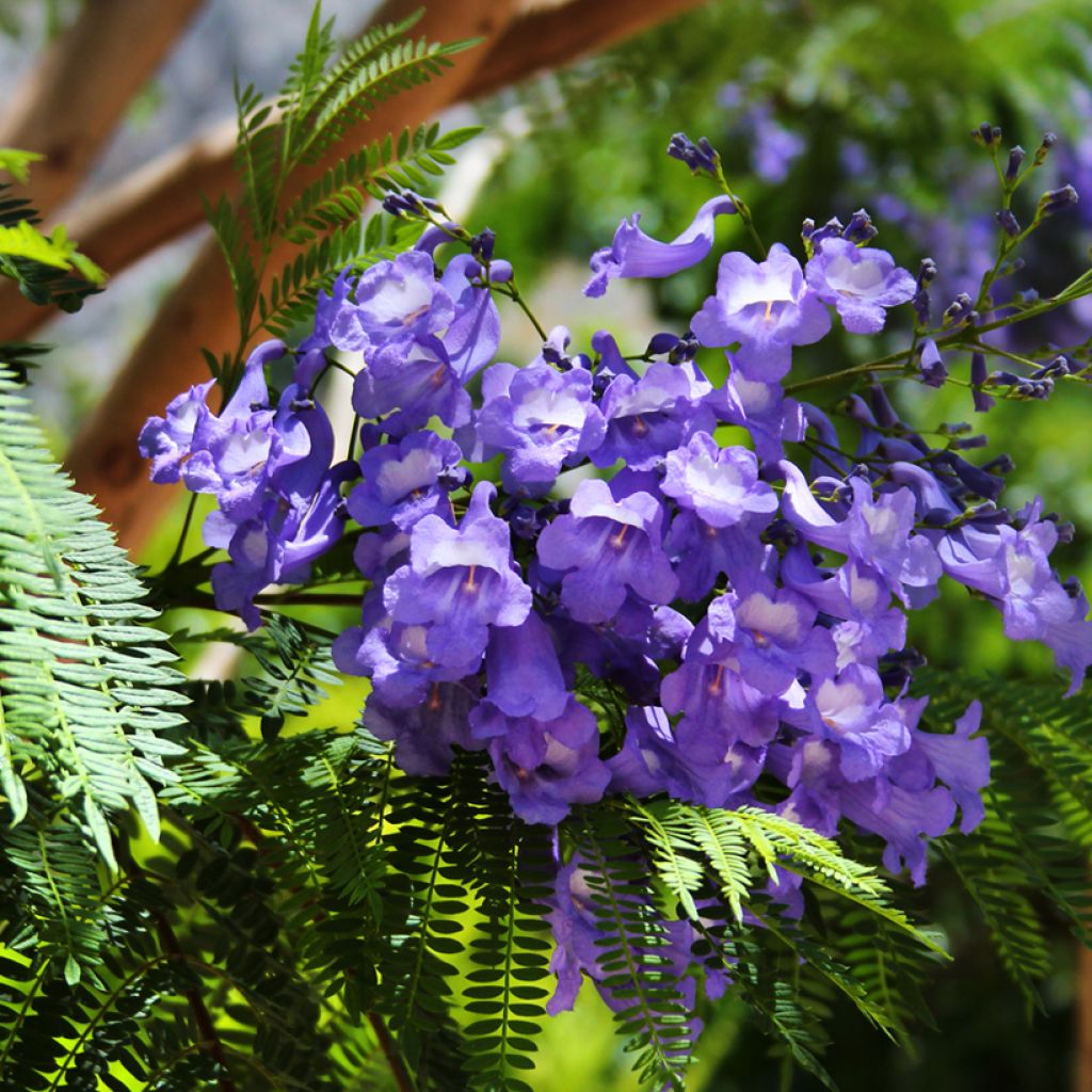Graines de Jacaranda mimosifolia
