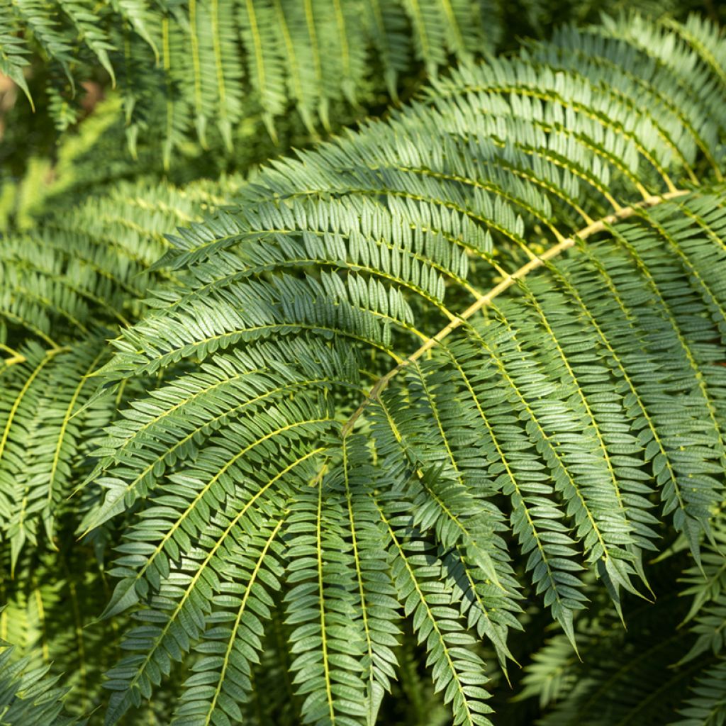 Graines de Jacaranda mimosifolia