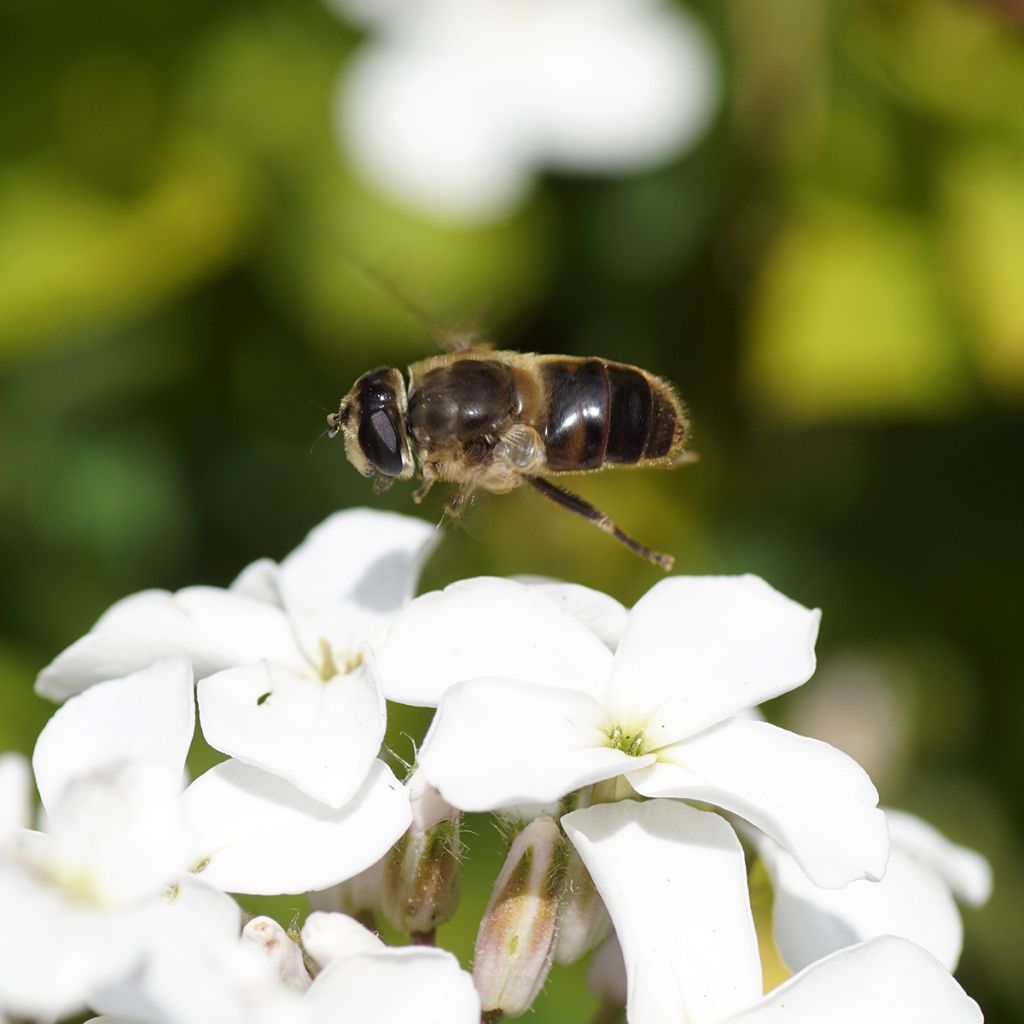 Violeta de los Jardines Blanca (semillas) - Hesperis matronalis