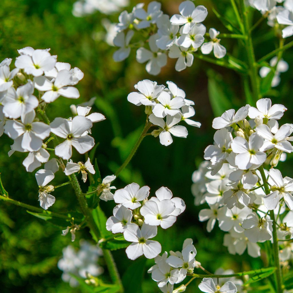 Violeta de los Jardines Blanca (semillas) - Hesperis matronalis