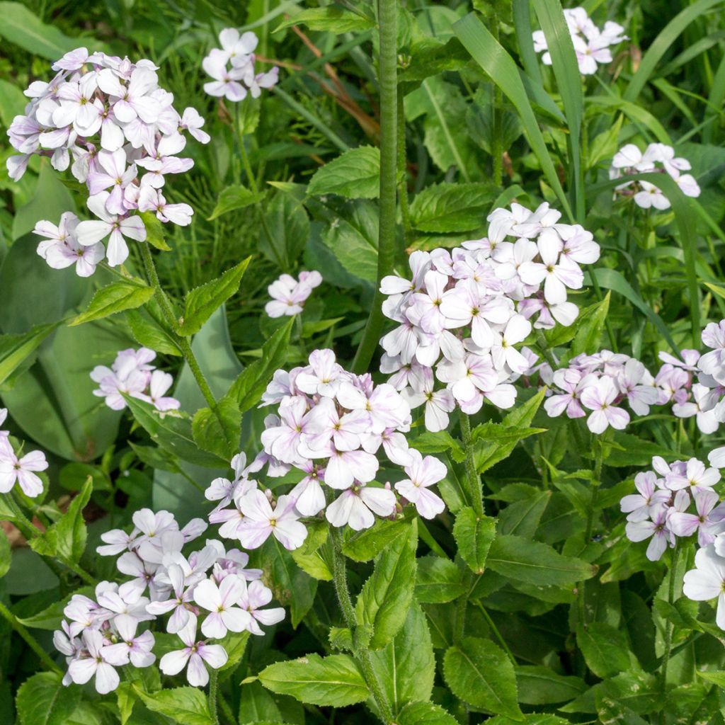 Violeta de los Jardines Blanca (semillas) - Hesperis matronalis