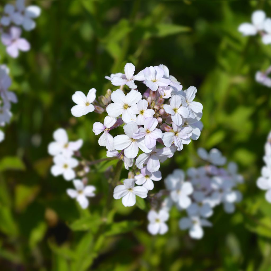 Violeta de los Jardines Blanca (semillas) - Hesperis matronalis