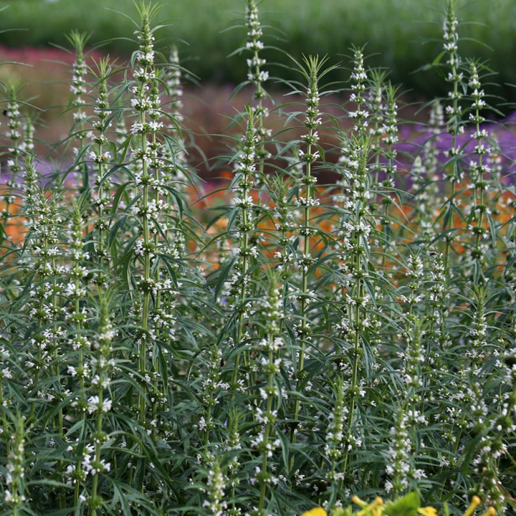 Leonurus sibiricus Alba (Semillas) - Marijuanilla
