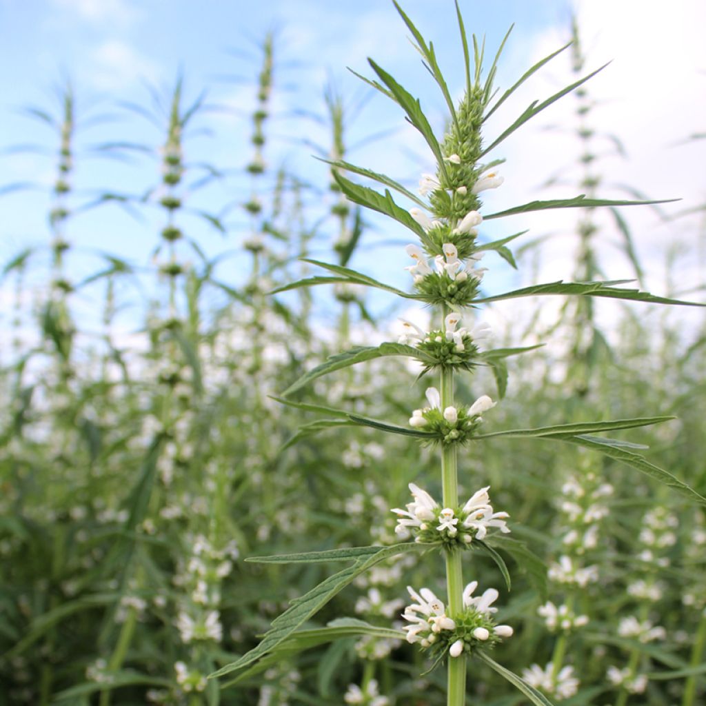 Leonurus sibiricus Alba (Semillas) - Marijuanilla