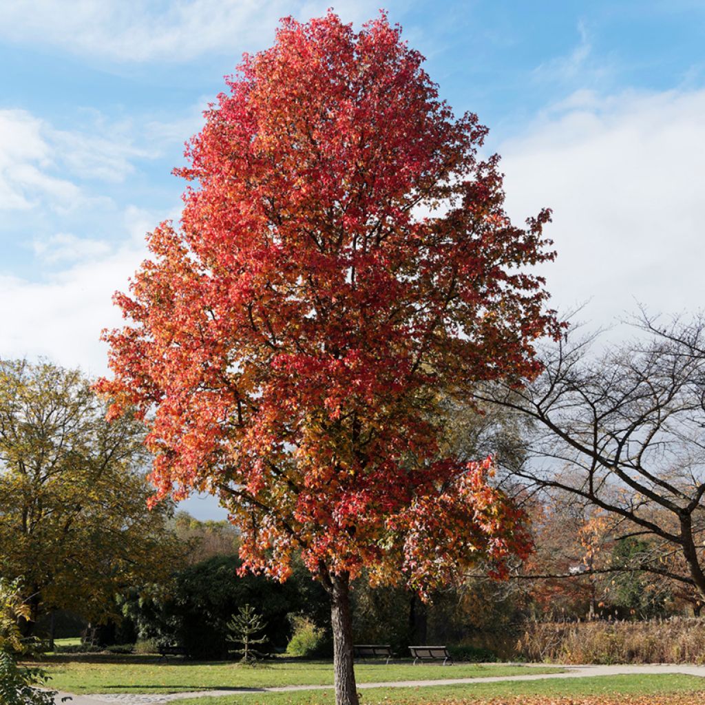Graines de Copalme d'Amérique - Liquidambar styraciflua