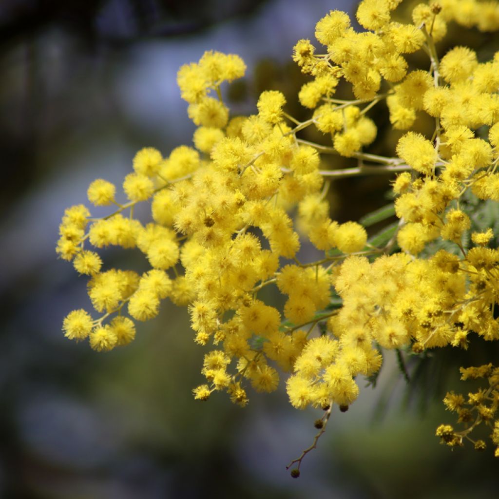 Graines de Mimosa - Acacia dealbata