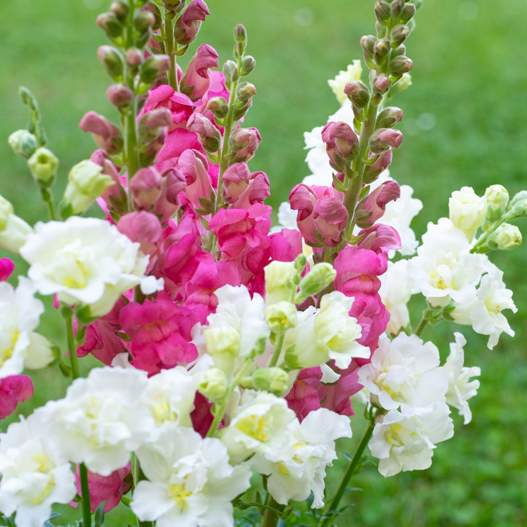 Antirrhinum Double Madame Butterfly Mixed
