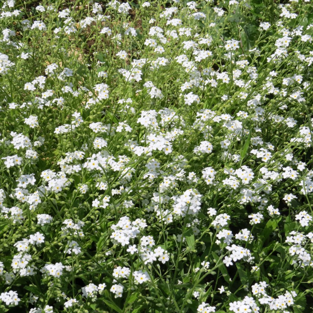 Myosotis alpestris Blanc - Myosotis alpestre, Myosotis des Alpes, Oreille de souris