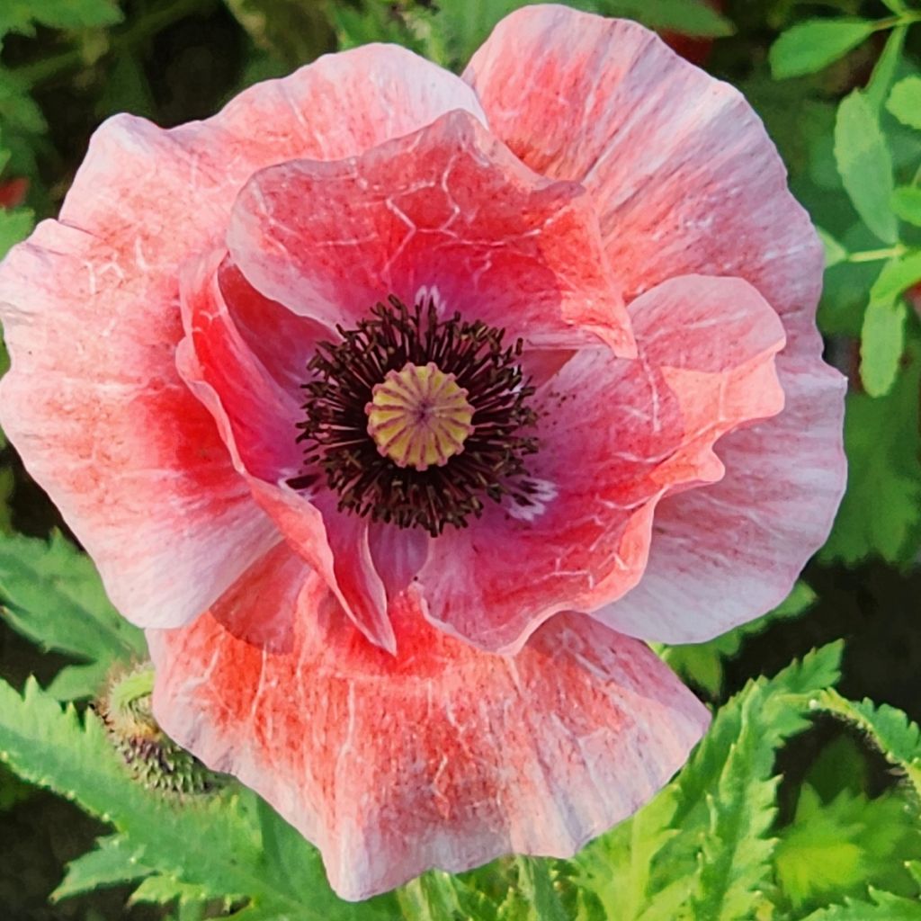 Adormidera nigrum - Papaver somniferum