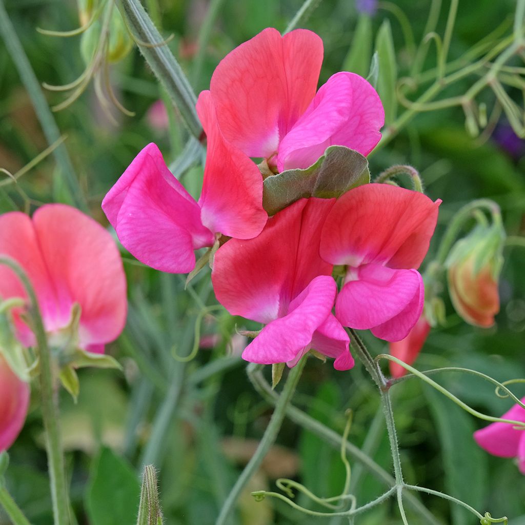 Guisante de olor Miss Willmott - Lathyrus odoratus