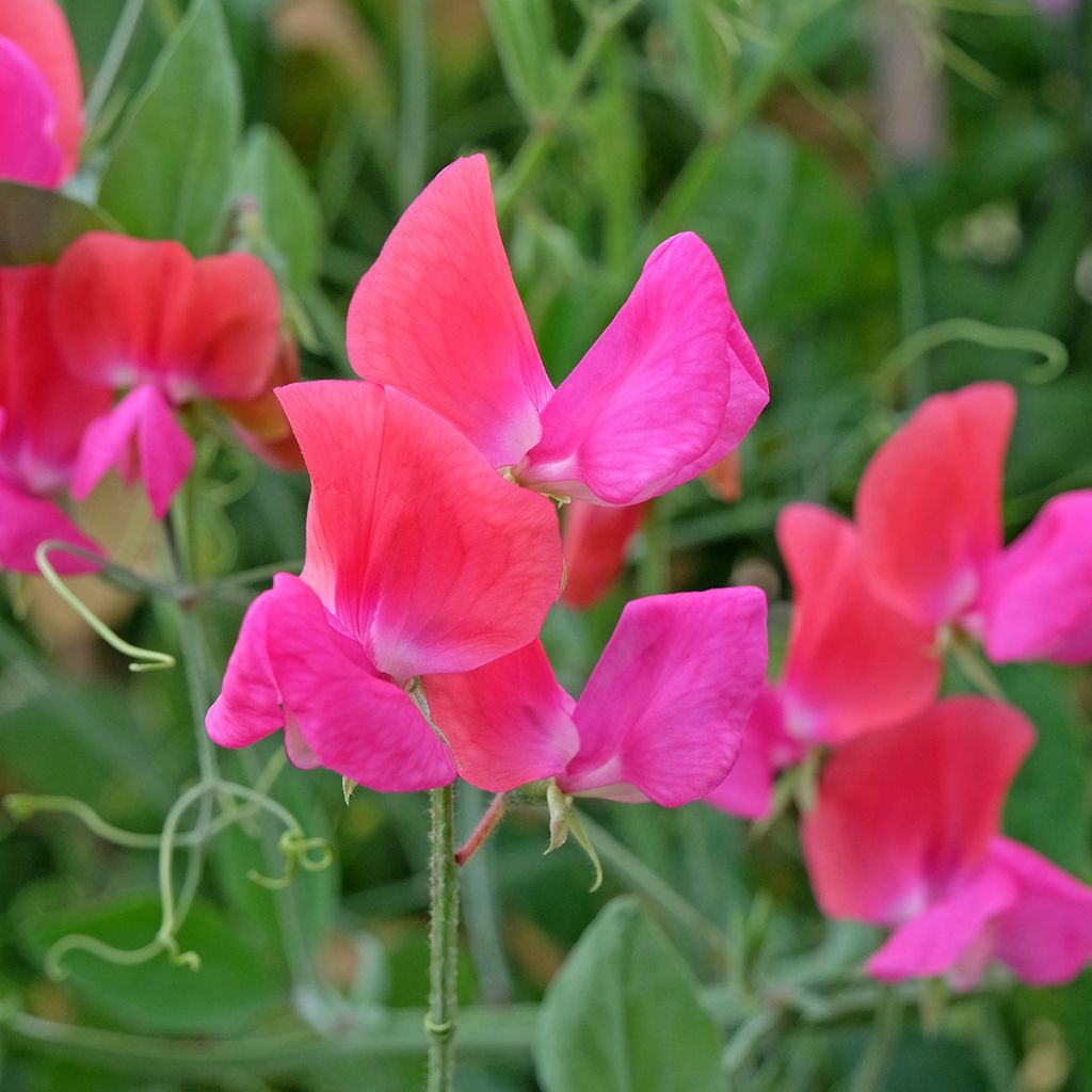 Guisante de olor Miss Willmott - Lathyrus odoratus