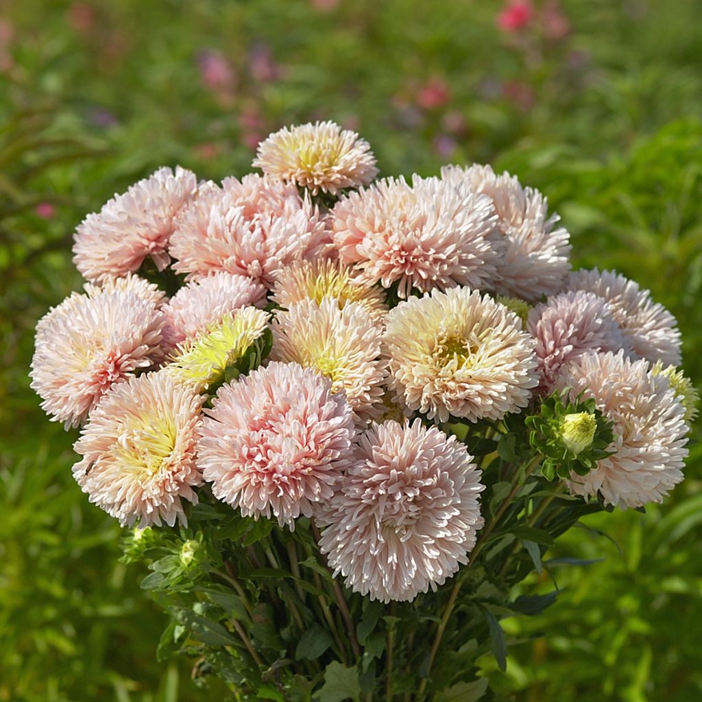 Reina Margarita King Size Apricot - Callistephus