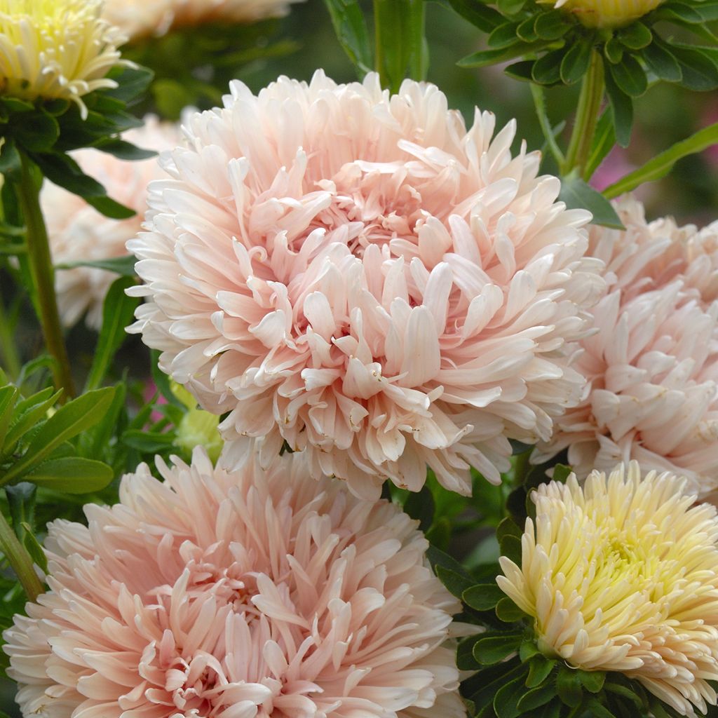 Reina Margarita King Size Apricot - Callistephus