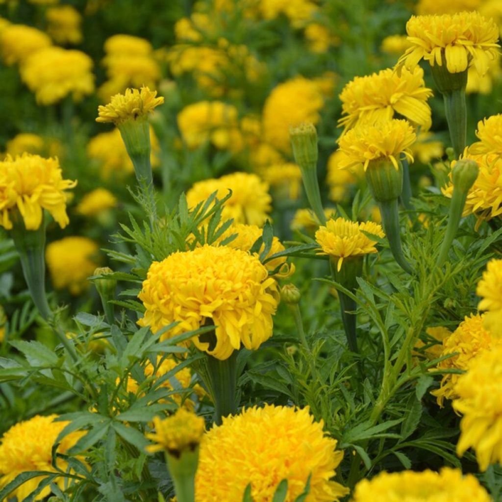 Tagetes erecta Fantastic Yellow