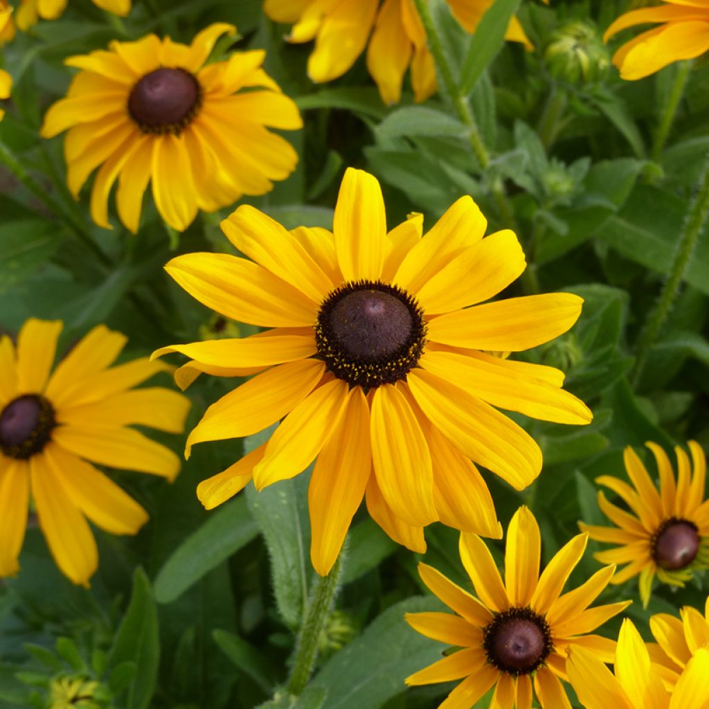 Rudbeckia hirta Marmalade BIO
