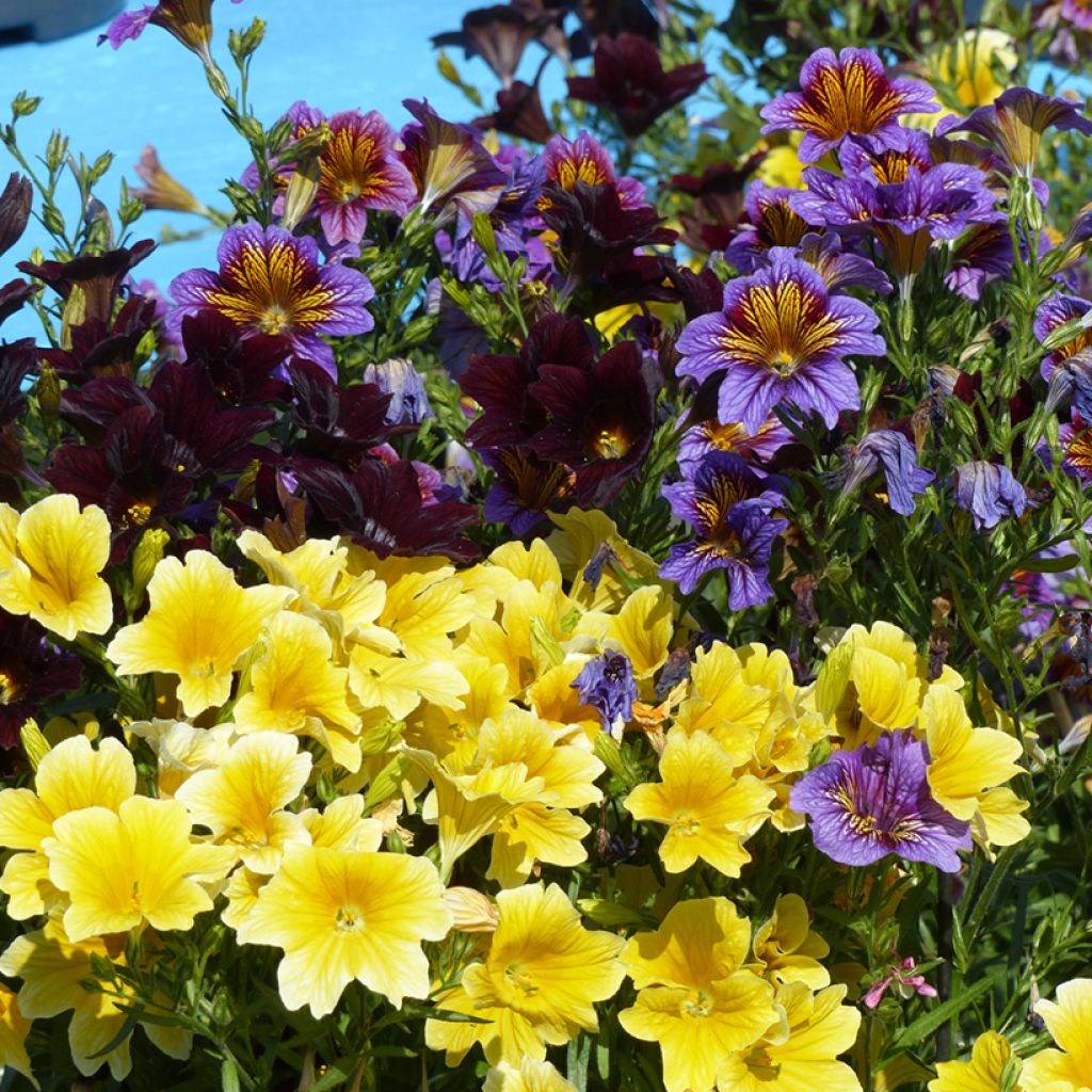 Salpiglossis sinuata Royale F1 Mix - Painted Tongue, Trompettes de velours