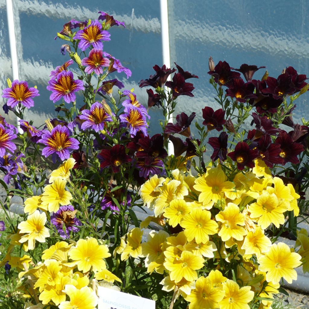Salpiglossis sinuata Royale F1 Mix - Painted Tongue, Trompettes de velours