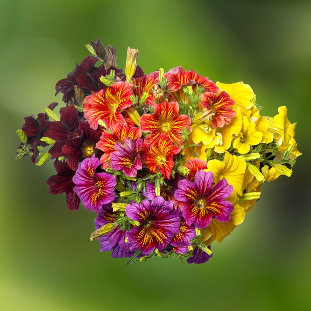 Salpiglossis sinuata Royale F1 Mix - Painted Tongue, Trompettes de velours