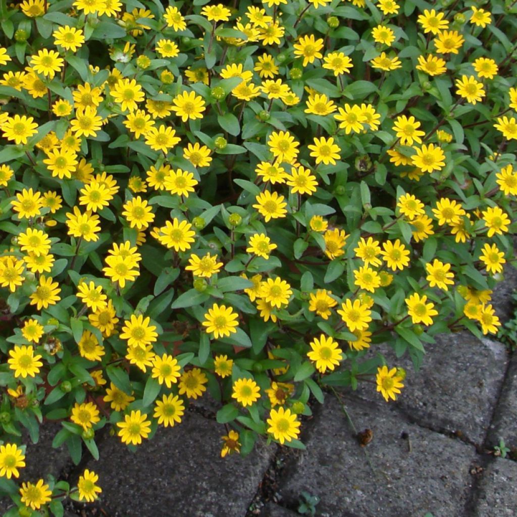 Sanvitalia speciosa Million Suns - Sanvitalie, Zinnia rampant, Zinnia nain