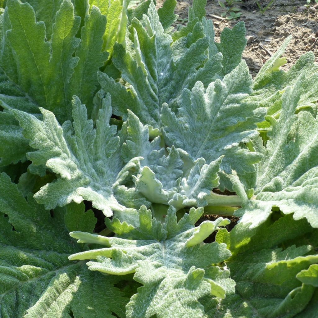 Salvia aethiopis  - 