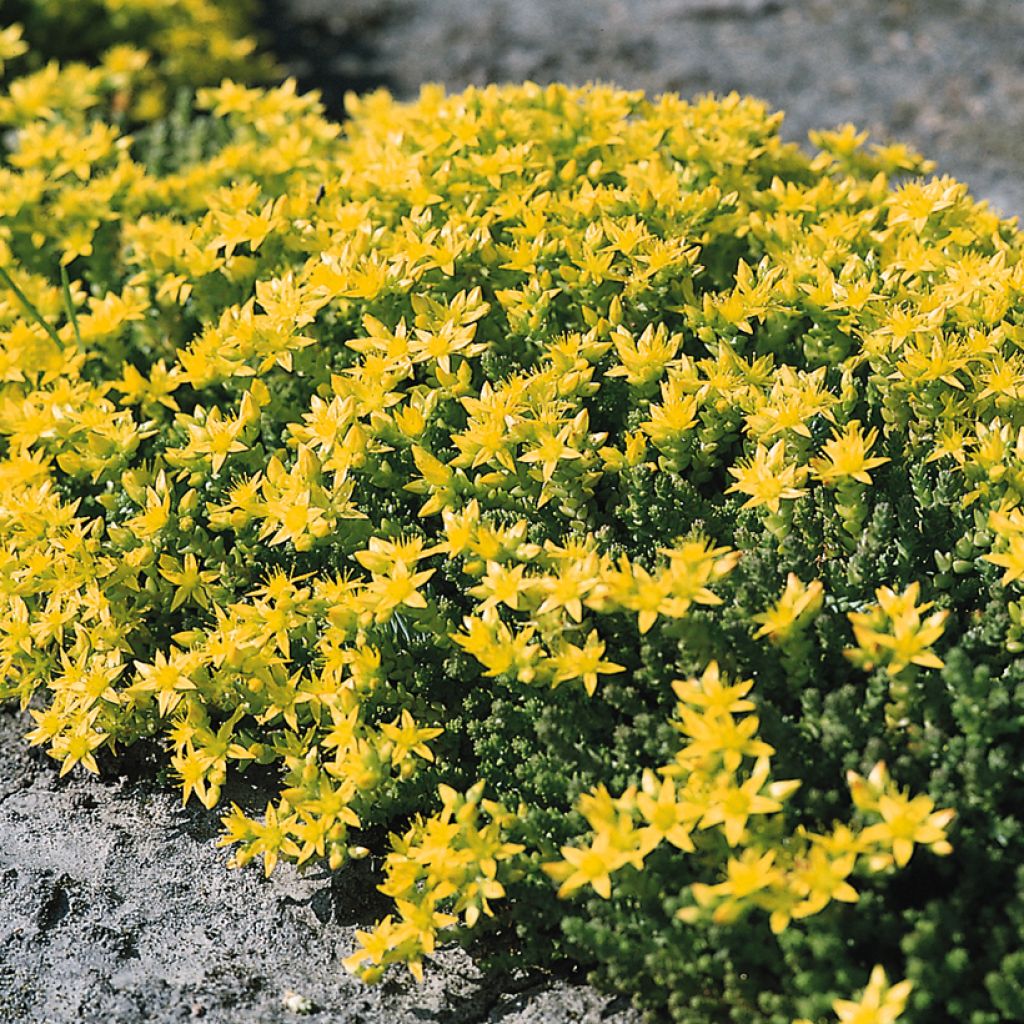 Sedum acre  - Orpin âcre, Poivre des murailles, Orpin brûlant