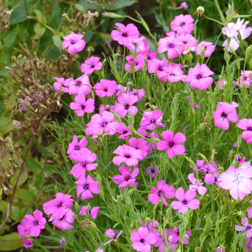 Silene oculata Rose Angel - Coquelourde, Rose du ciel, Silène d'un rose céleste, Silène rose du ciel