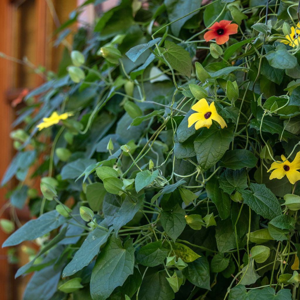 Thunbergia alata (semillas) - Susana de los ojos negros