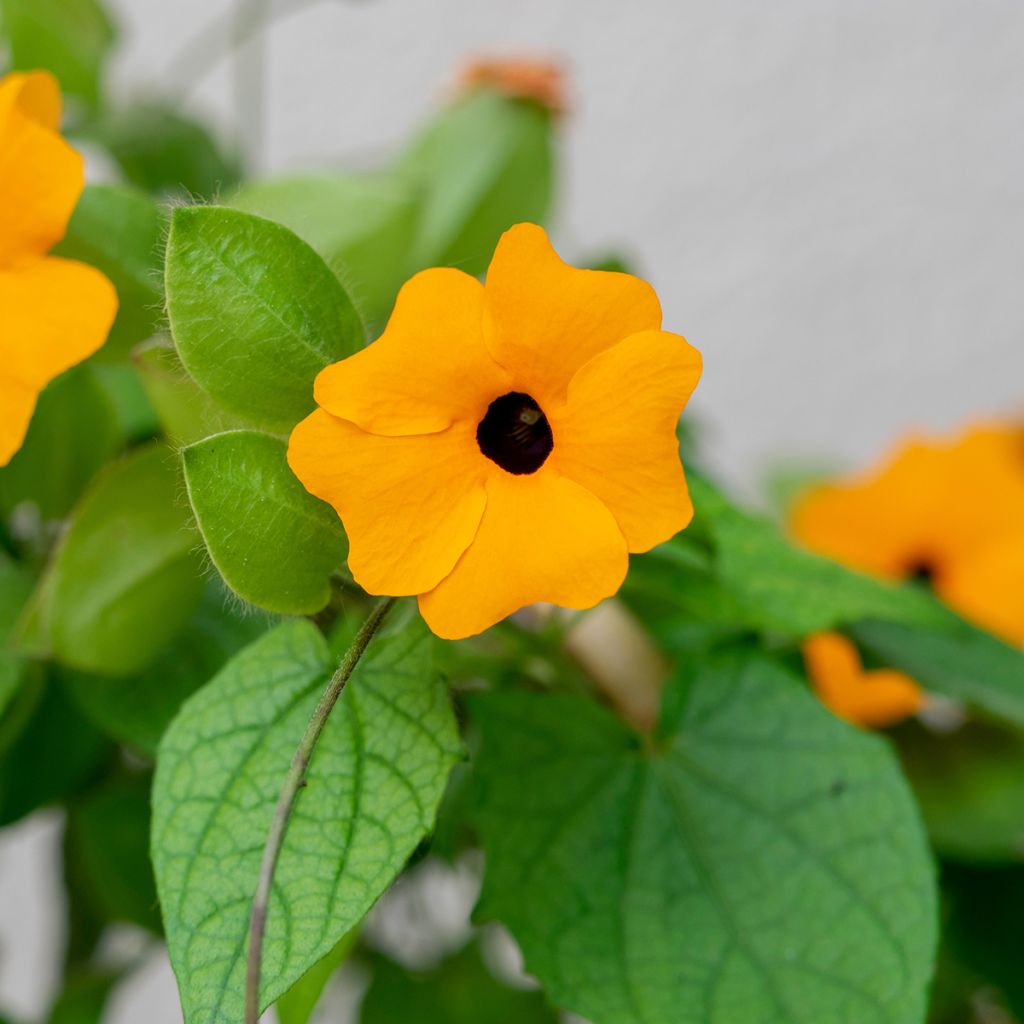 Thunbergia alata (semillas) - Susana de los ojos negros