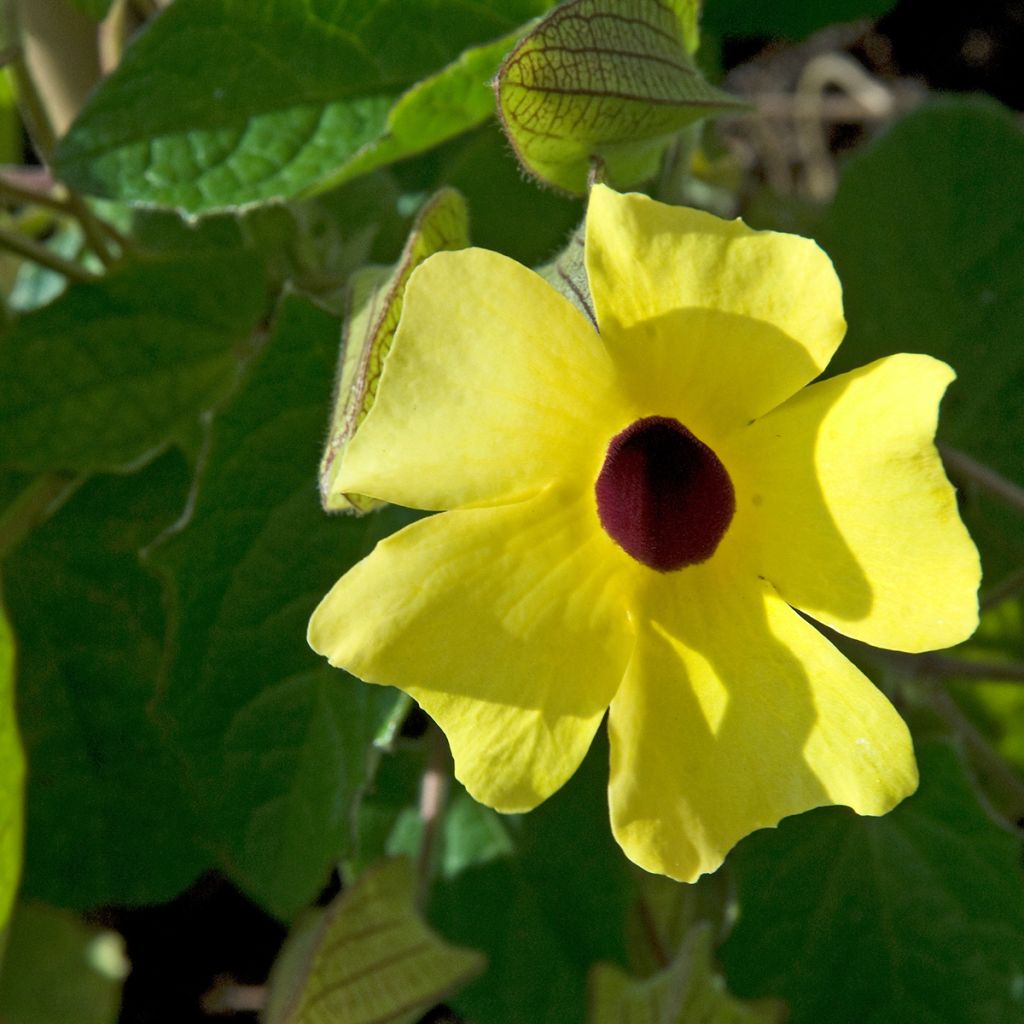 Thunbergia alata (semillas) - Susana de los ojos negros