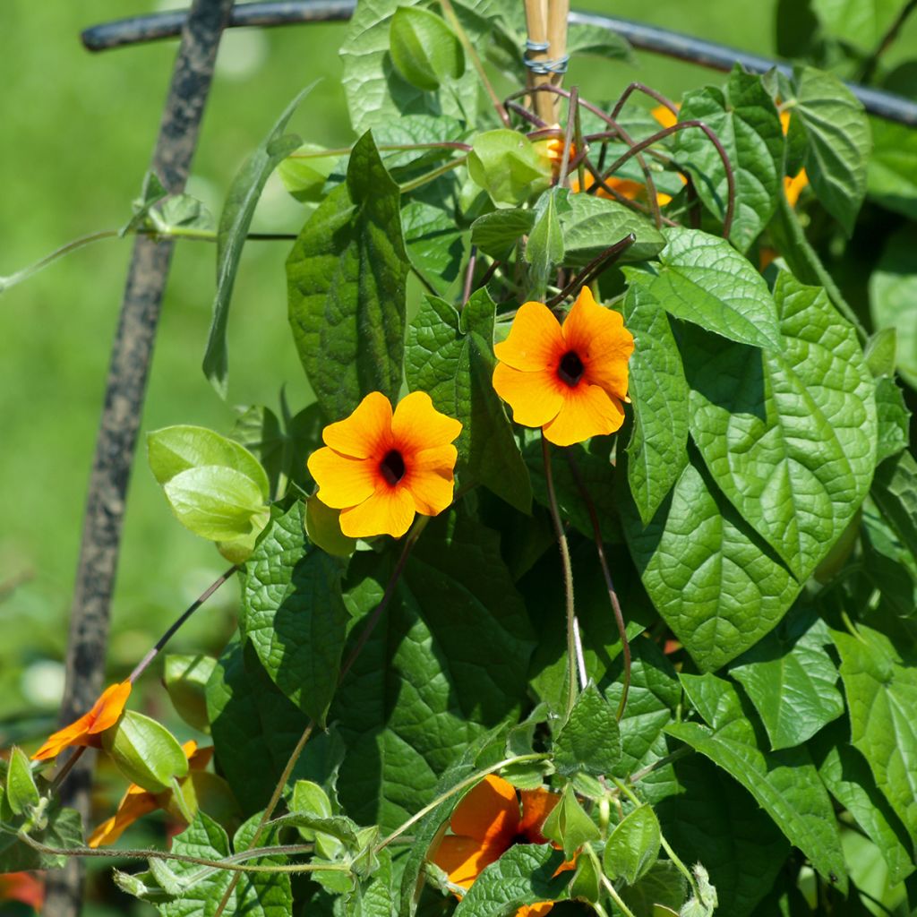 Thunbergia alata (semillas) - Susana de los ojos negros