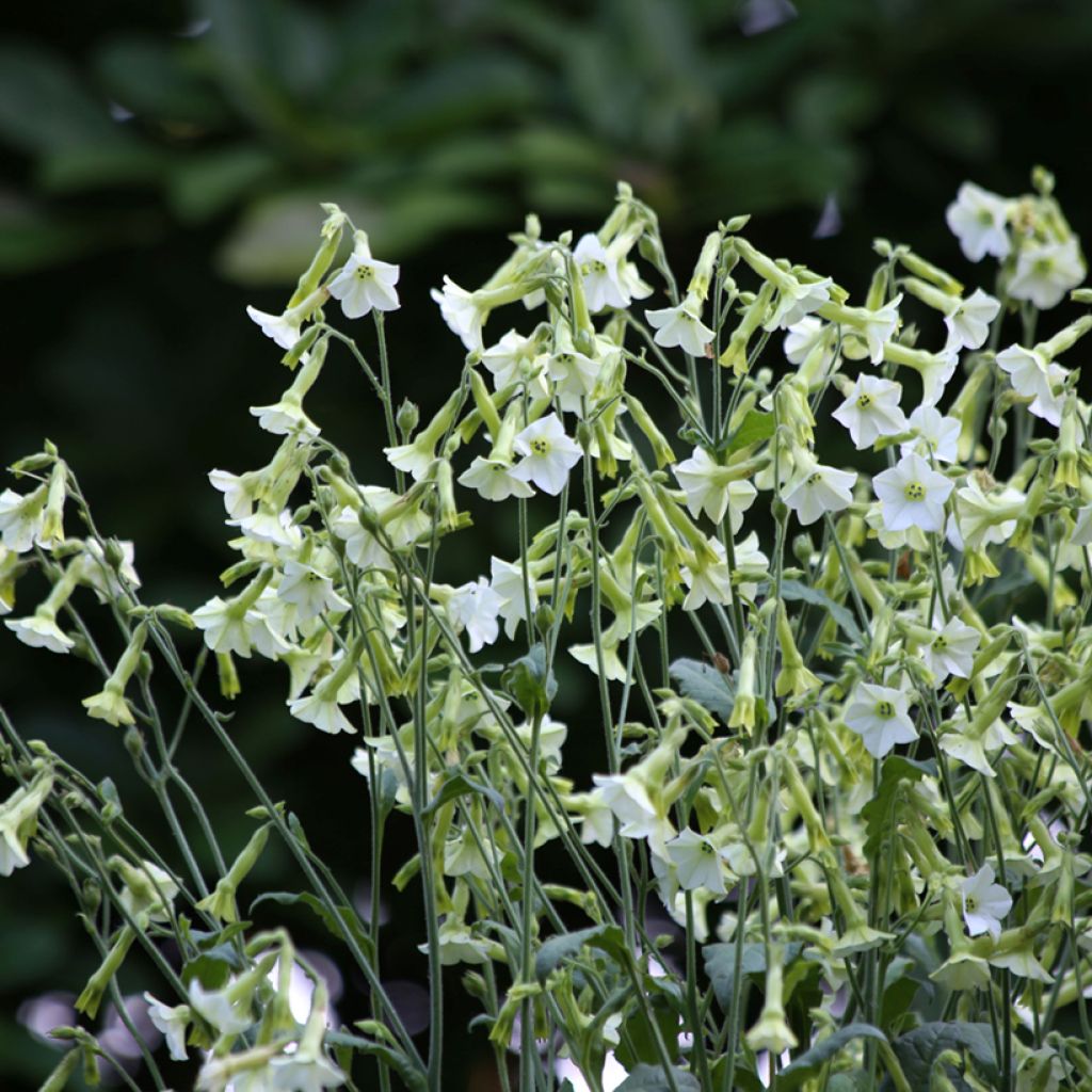 Nicotiana (x) langsdorffii Starlight Dancer - Langsdorff's Tobacco, Brazilian Tobacco