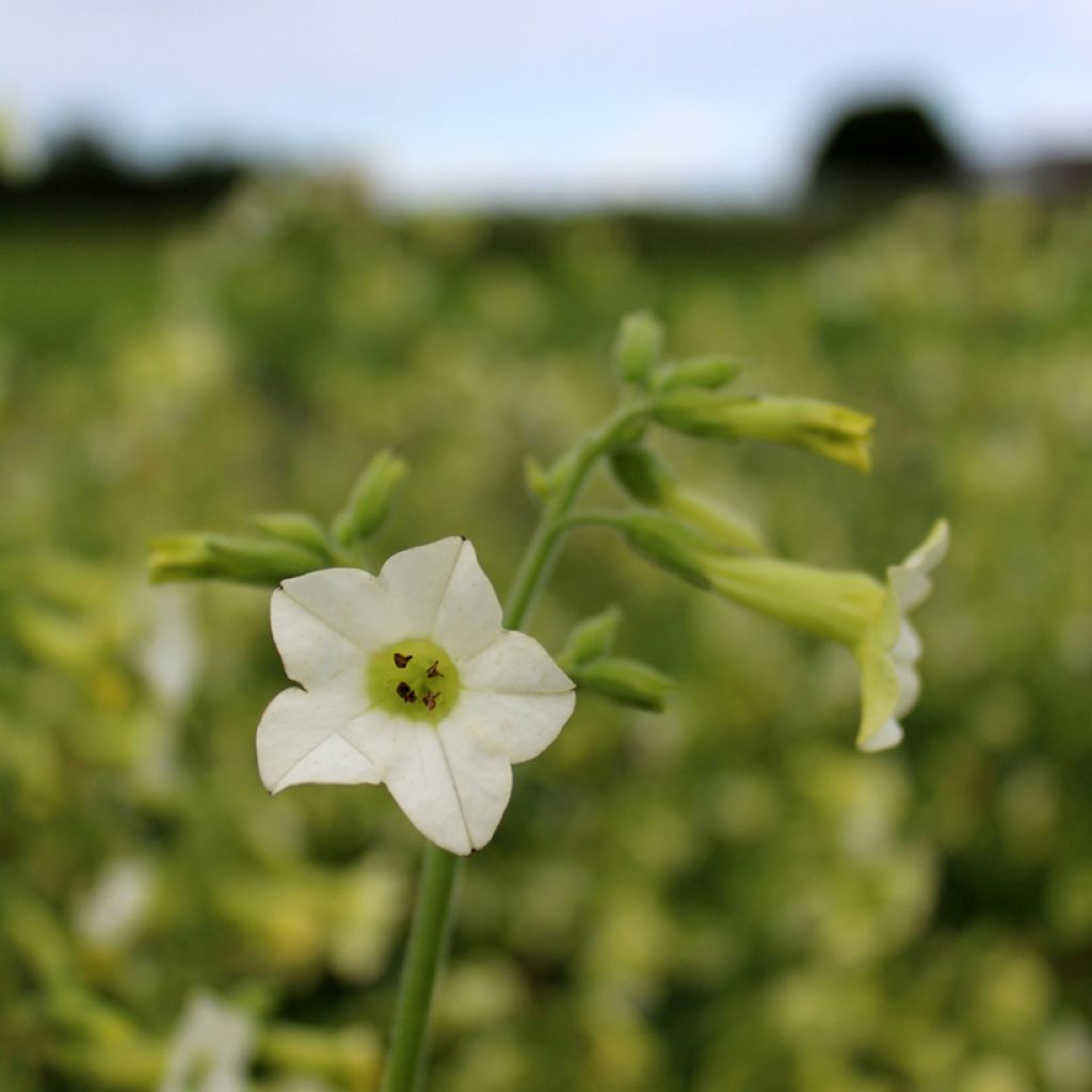 Nicotiana (x) langsdorffii Starlight Dancer - Langsdorff's Tobacco, Brazilian Tobacco