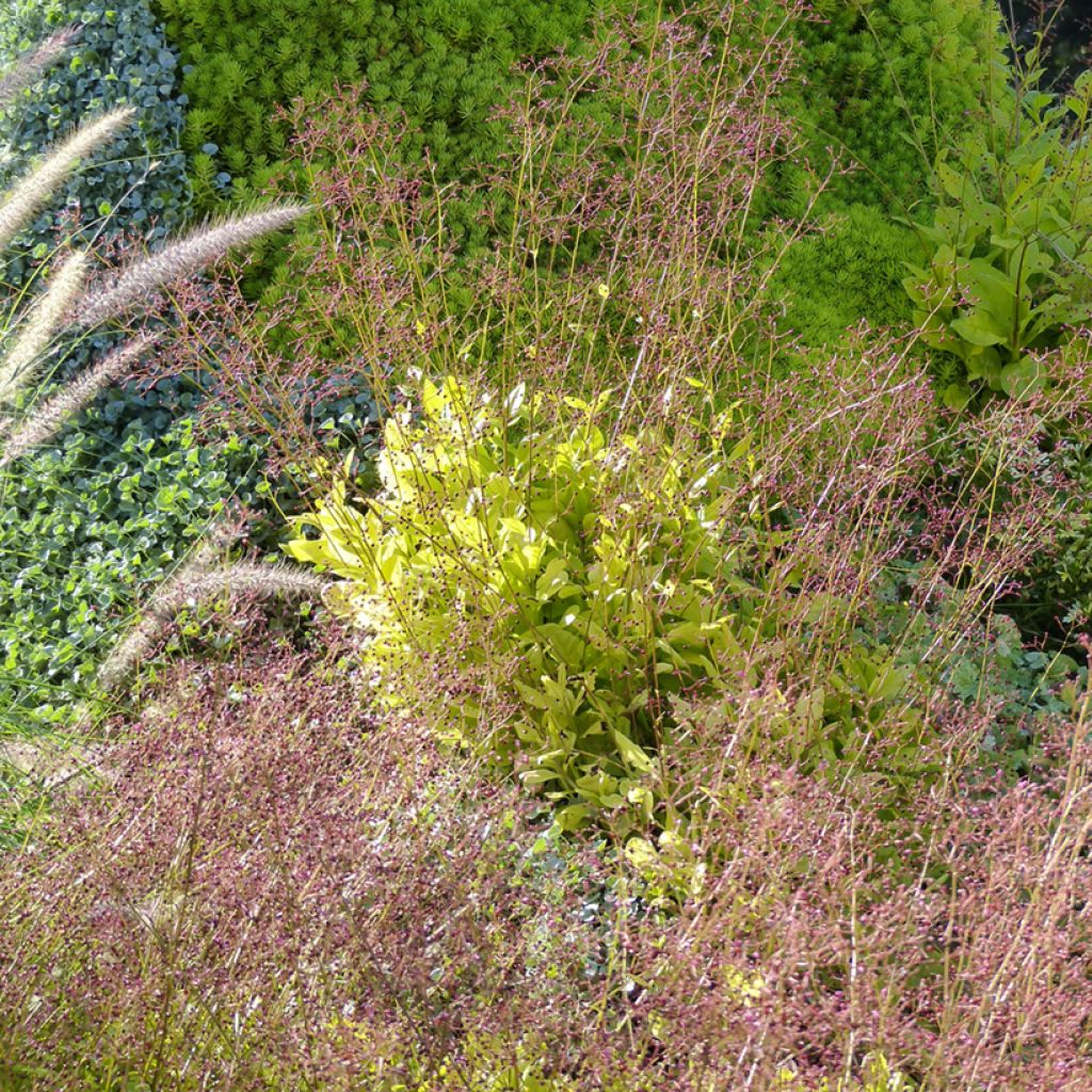 Talinum paniculatum  - Faux ginseng, Bijoux d'Ophar, Joyaux d'Ophar
