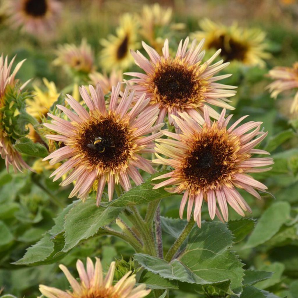 Girasol Astra Rose (semillas)