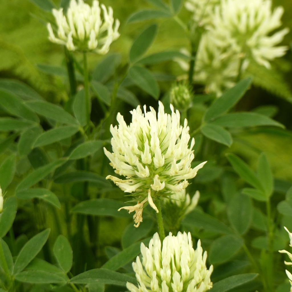 Trifolium ochroleucon  - Sulphur Clover, Sulphur Trefoil