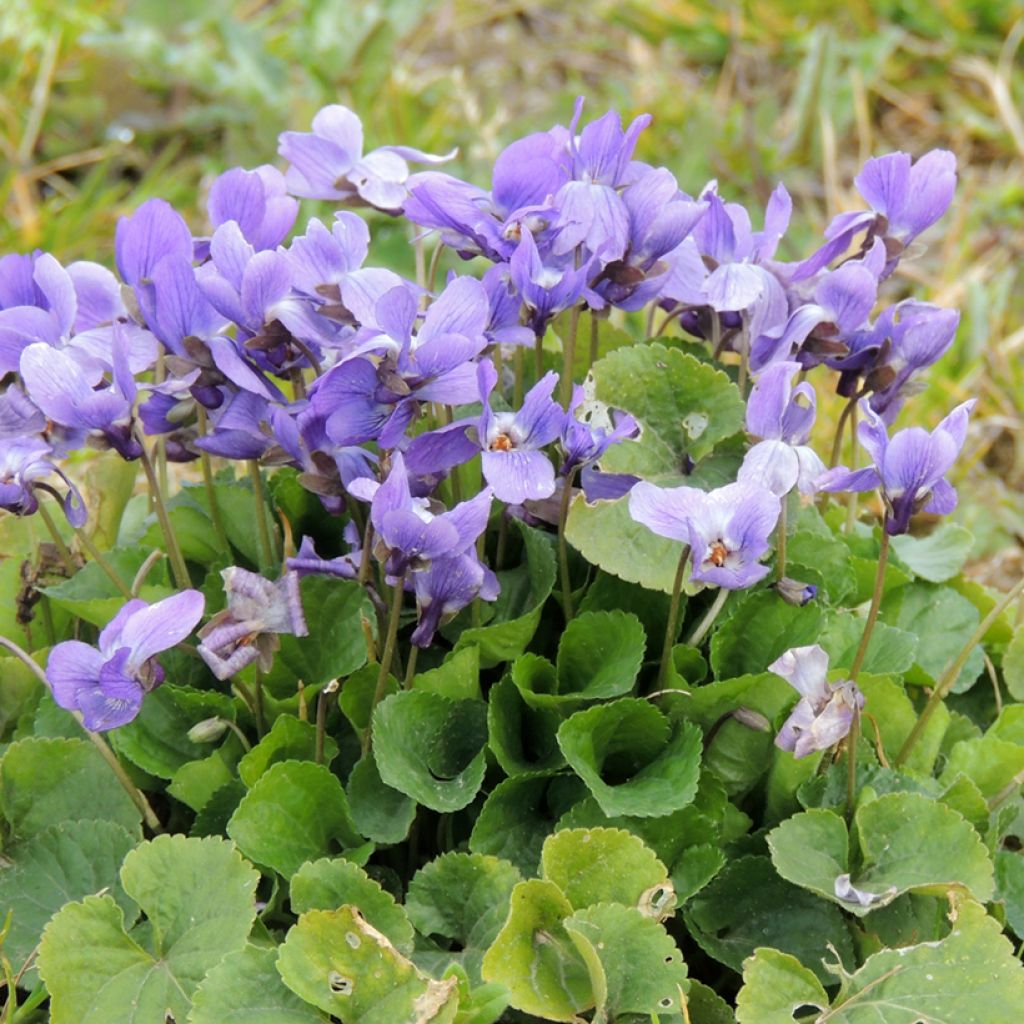 Viola odorata - Violette des bois, Violette de mars, Violette des haies, Fleurs de mars, Viole de carême