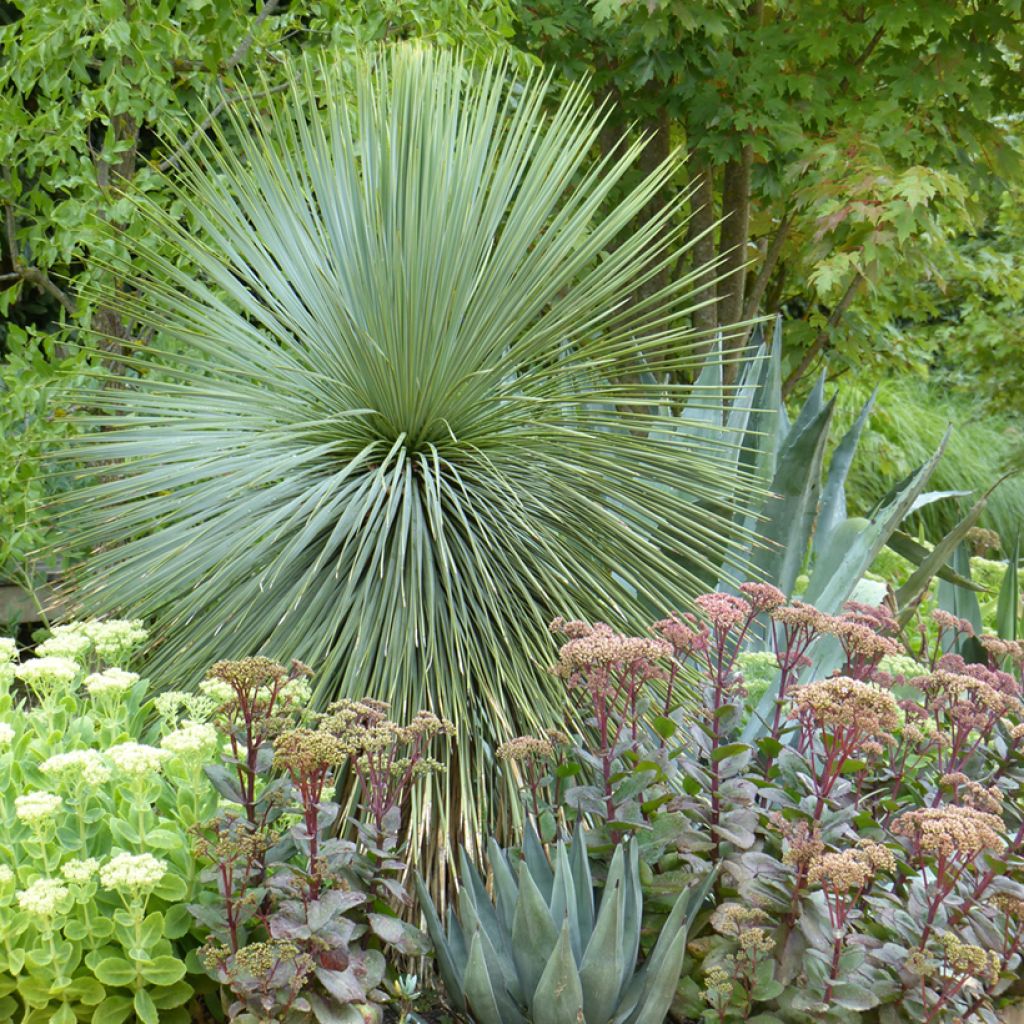 Yucca rostrata - Beaked Yucca, Big Bend Yucca