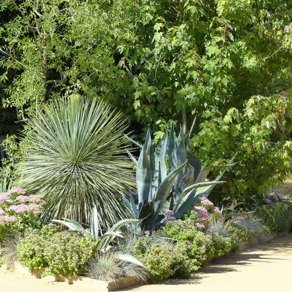 Yucca rostrata - Beaked Yucca, Big Bend Yucca