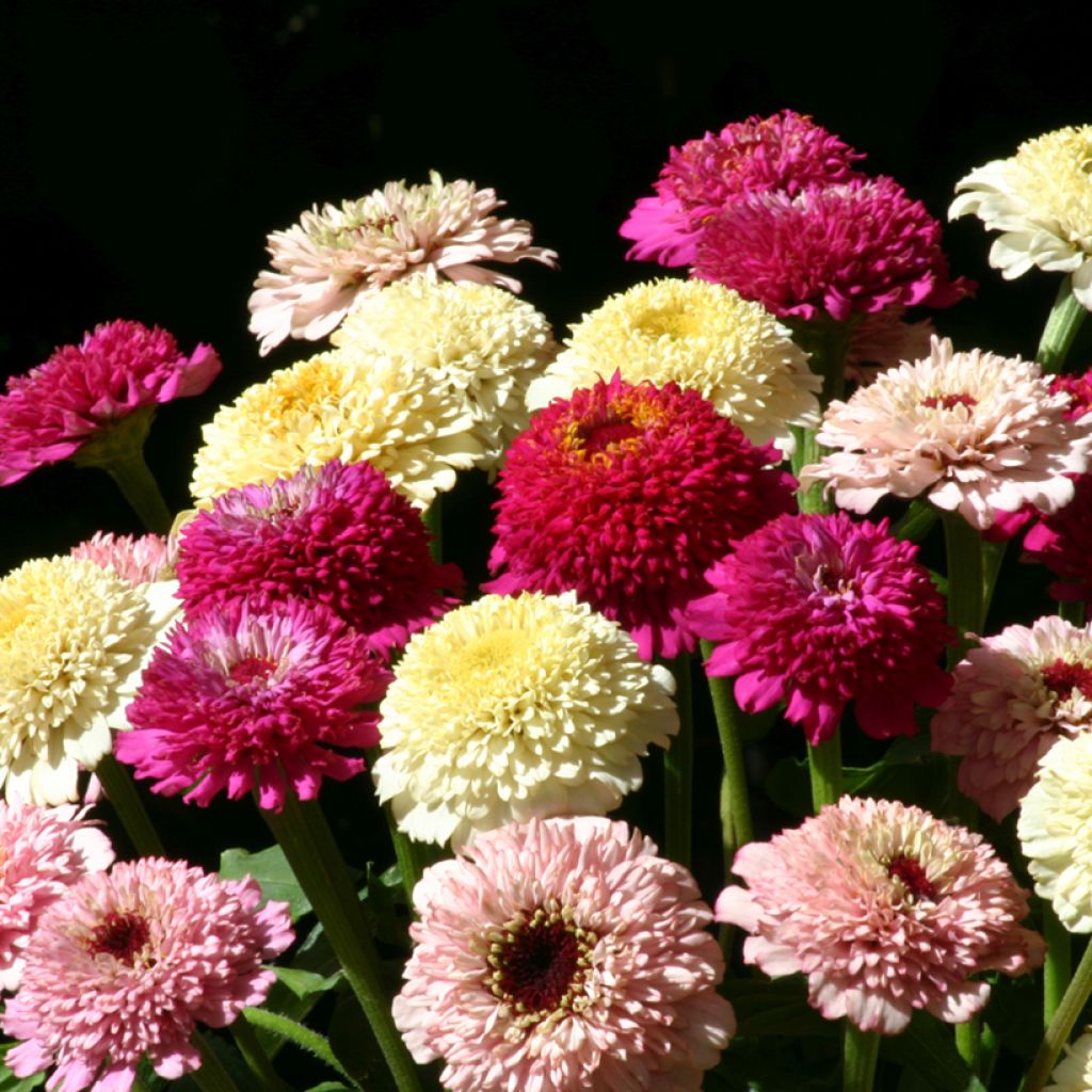 Zinnia x elegans Zinderella Fashion - Common Zinnia, Elegant Zinnia