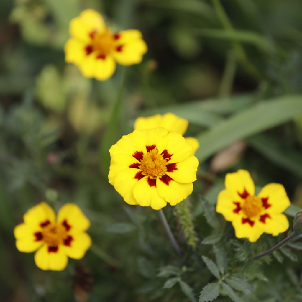 Tagetes patula Légion d'Honneur - Rose d'Inde, Tagète rose d'Inde, Tagète érigé
