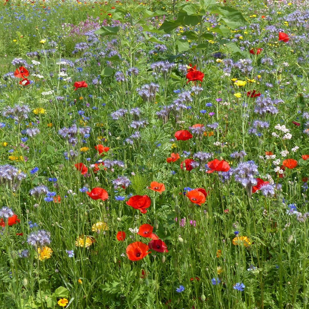 Graines Oxipoli® - Mélange de fleurs annuelles nectarifères et mellifères pour 10 m²
