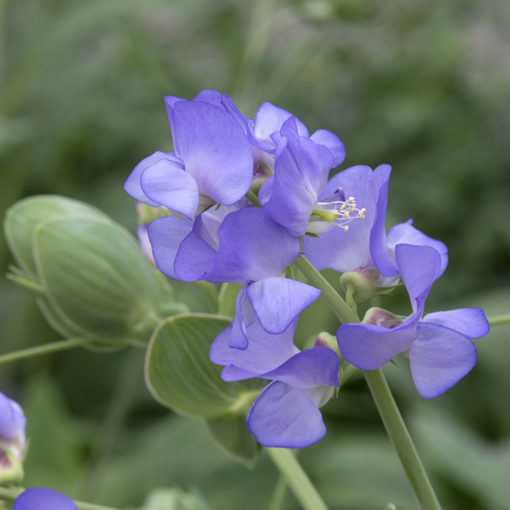 Lathyrus nervosus Lord Anson's Pea