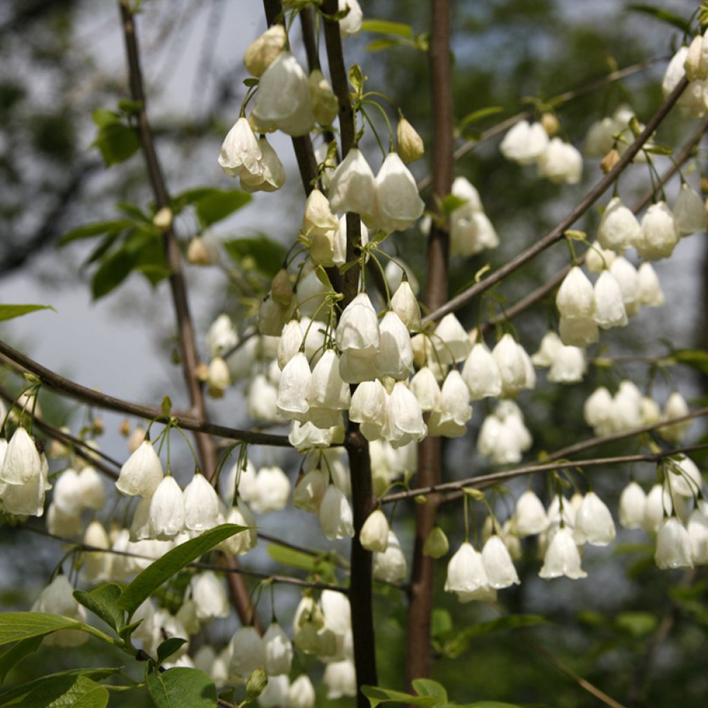 Halesia carolina var. monticola - Campanillo de Carolina