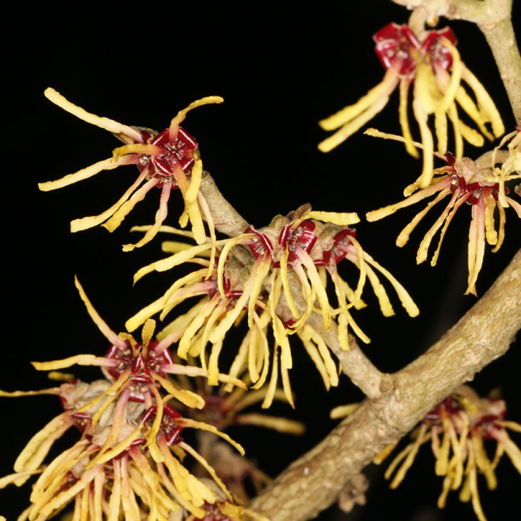Hamamelis intermedia Cyrille - Avellano de bruja
