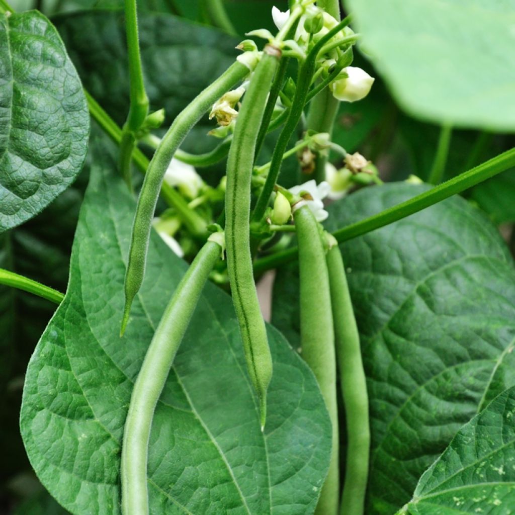 Phaseolus vulgaris Neckarkonigin - Haricot mangetout, Coco plat