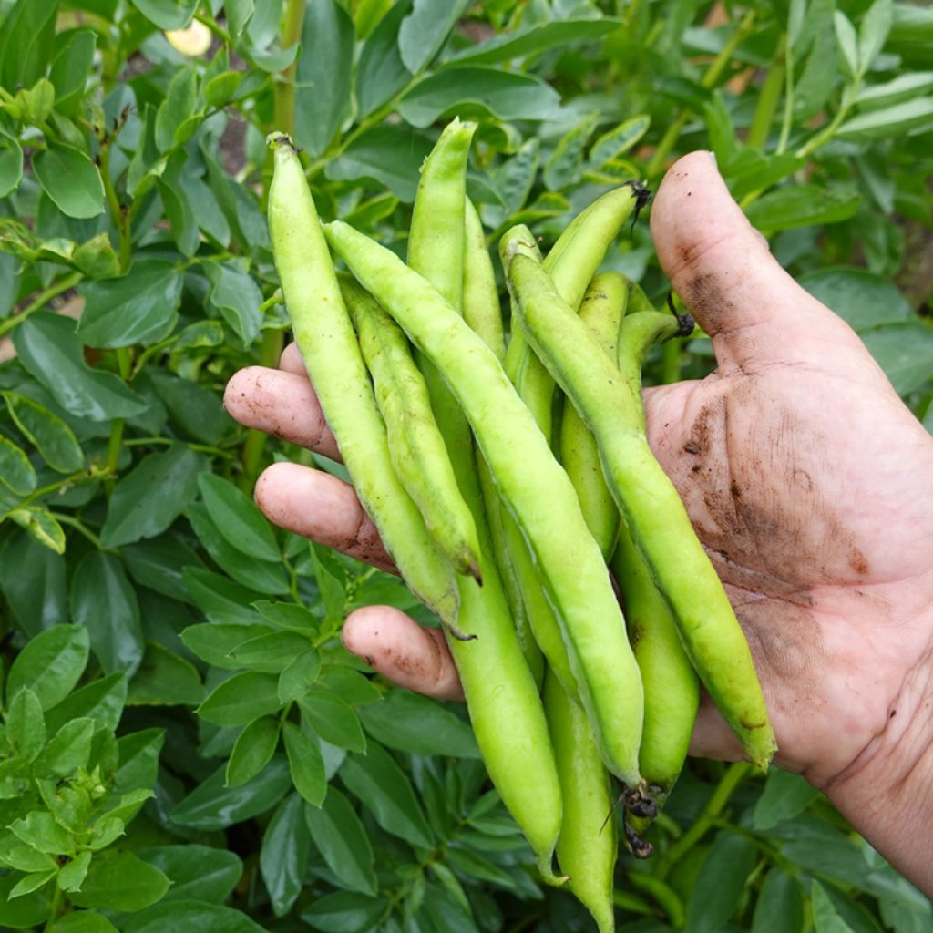 Phaseolus vulgaris Maxi - Haricot commun, haricot vert, haricot mangetout, princesse, fève turque, faséole