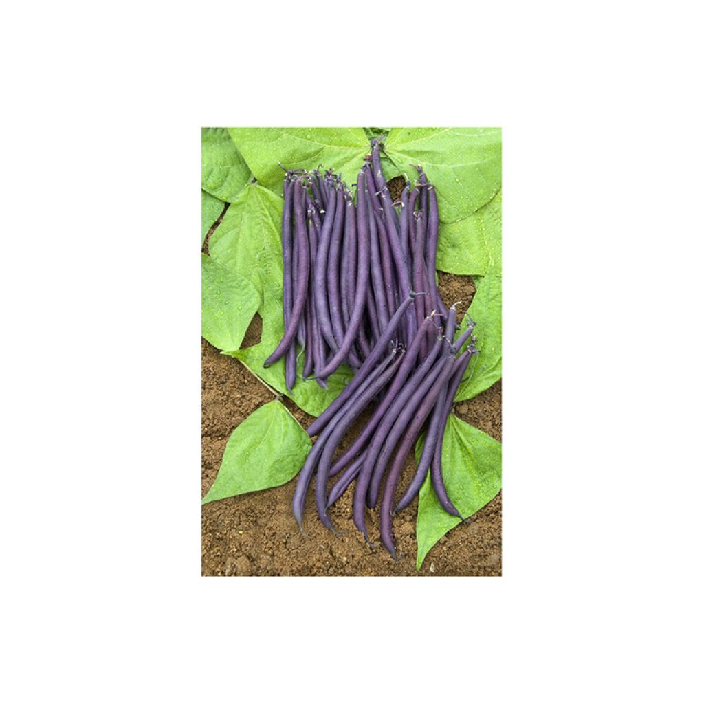 Judía enana Amethyst