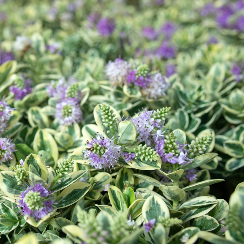 Hebe andersonii Variegata
