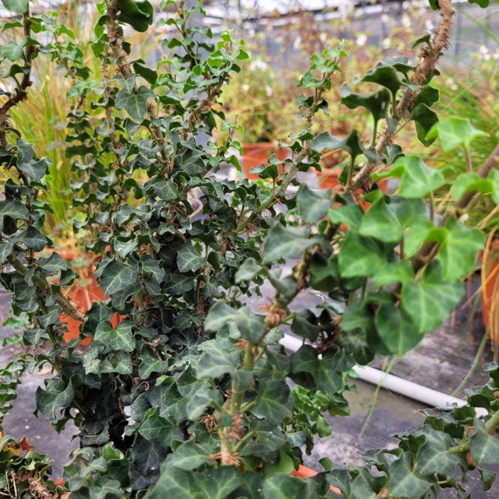 Hedera helix Conglomerata