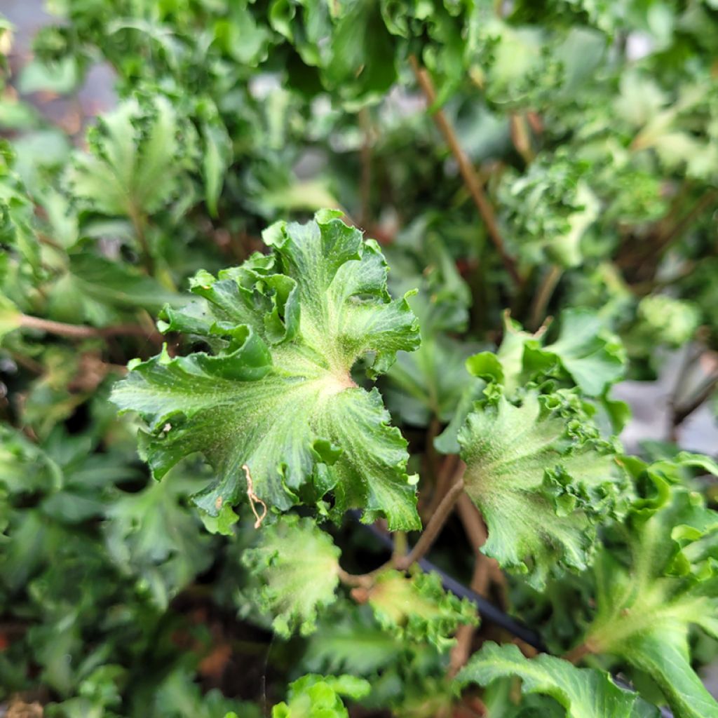 Hedera helix Filigran